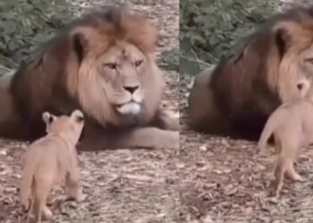 El video es un recordatorio de la importancia de preservar la vida silvestre y respetar los vínculos naturales en su hábitat.