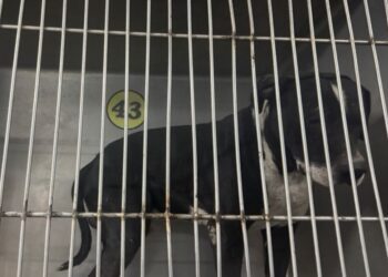 Rescatan a perrito que fue agredido por niños con "cuetes"