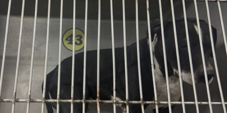 Rescatan a perrito que fue agredido por niños con "cuetes"