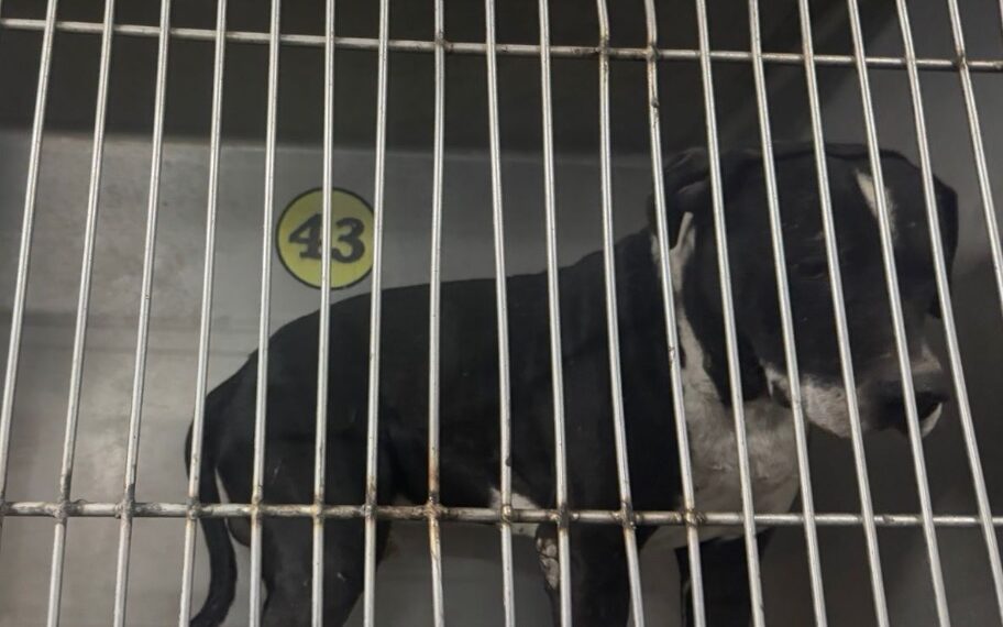 Rescatan a perrito que fue agredido por niños con "cuetes"