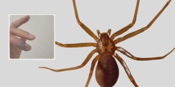 El joven tuvo que pagar 90 mil pesos por el antídoto, debido a que le negaron el tratamiento.