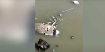 El incidente ocurrió en el dique de Parajes de San José, un lugar donde el animal había quedado atrapado y corría un alto riesgo