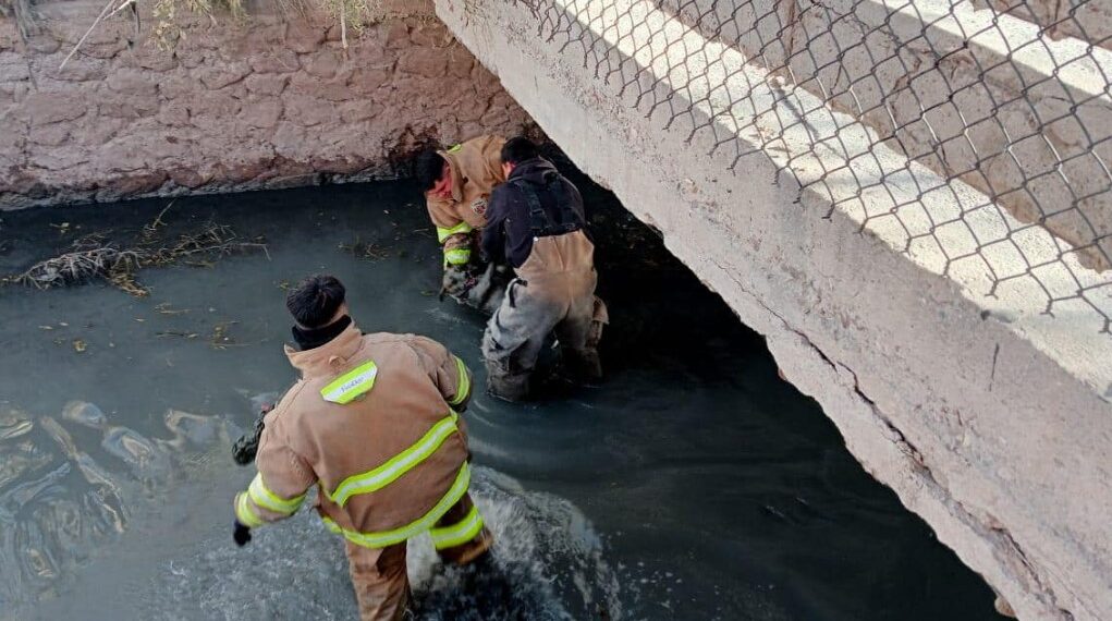 Bomberos rescatan a un perrito atrapado en la acequia madre