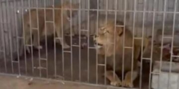 El operativo, llevado a cabo por la Fiscalía General del Estado en conjunto con personal de Protección Animal