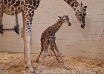 El Zoológico de El Paso ha dado la bienvenida a un nuevo inquilino tras anunciar el nacimiento de una jirafa de seis pies de altura