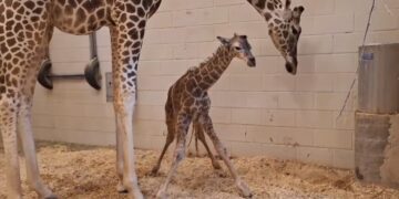 El Zoológico de El Paso ha dado la bienvenida a un nuevo inquilino tras anunciar el nacimiento de una jirafa de seis pies de altura
