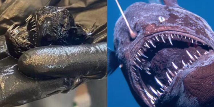 ¿Cuánto mide el pez diablo negro? Video muestra a hombre sujetando a monstruo marino muerto en España