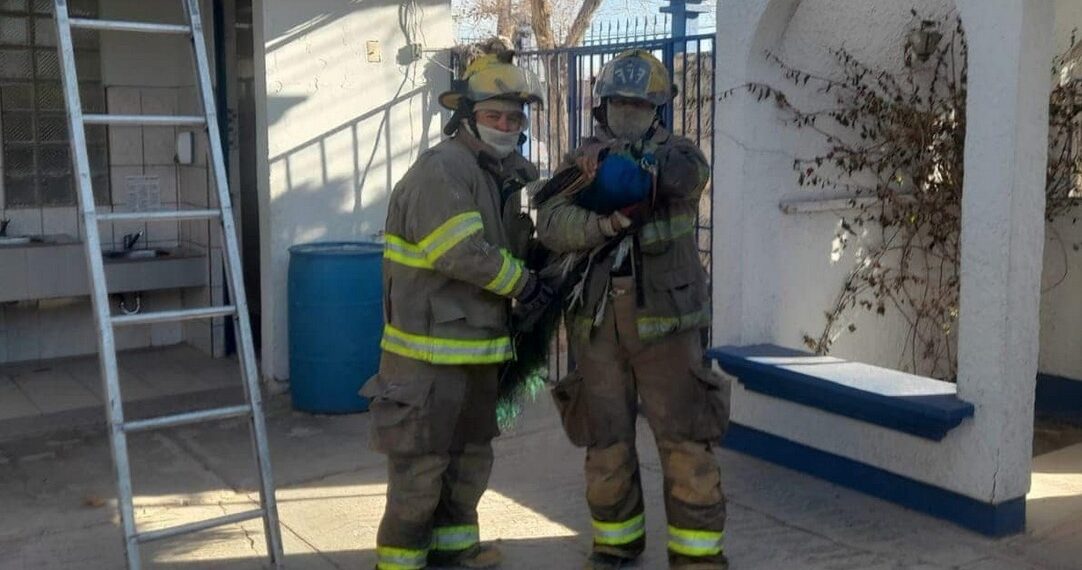 Bomberos rescatan un pavo real en la colonia El Futuro y lo trasladan a atención veterinaria
