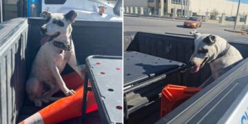 El can deambulaba en una avenida transitada; fue resguardado y reunido con su familia