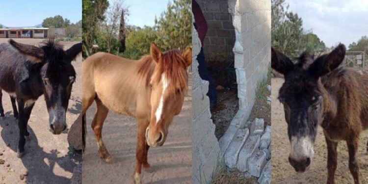 Un santuario dedicado al rescate y cuidado de burritos y caballos en Otumba, Estado de México