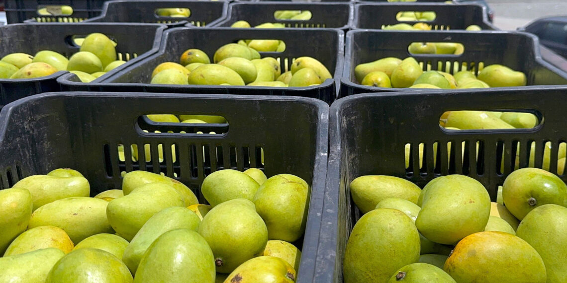 MEX7679. TAPACHULA (MÉXICO), 26/03/2025.- Fotografía de una cosecha de mangos este miércoles, en la ciudad de Tapachula, en Chiapas (México). Productores de mango de la frontera sur de México, el país que más exporta esta fruta, anunciaron este miércoles un paro por el desplome de precios que pagan las empacadoras e intermediarios ante la saturación del mercado nacional por las amenazas de aranceles de Estados Unidos. EFE/Juan Manuel Blanco