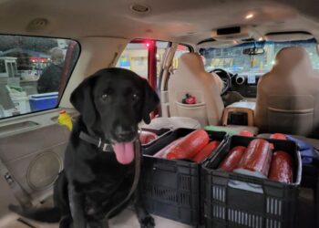 CBP incautan 22 rollos de bologna de cerdo prohibida en Paso Del Norte