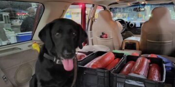 CBP incautan 22 rollos de bologna de cerdo prohibida en Paso Del Norte