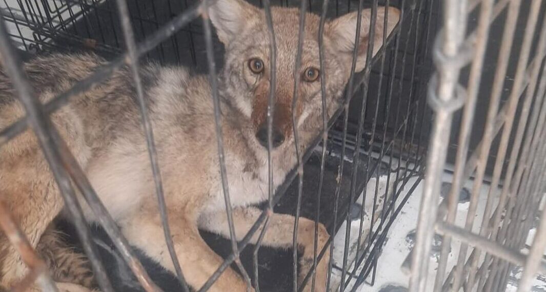 Durante el fin de semana, personal de la Dirección de Atención y Bienestar Animal (DABA)