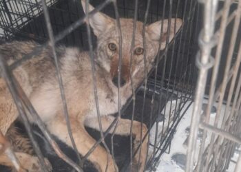 Durante el fin de semana, personal de la Dirección de Atención y Bienestar Animal (DABA)