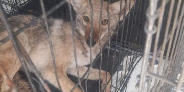 Durante el fin de semana, personal de la Dirección de Atención y Bienestar Animal (DABA)