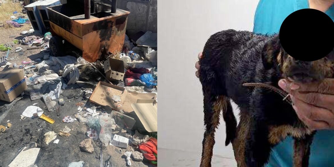 La Fiscalía de Distrito Zona Centro ha iniciado una carpeta de investigación para esclarecer un caso de maltrato animal