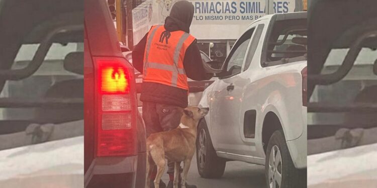 Un tierno perrito se ha ganado el corazón de los usuarios de redes sociales tras ser visto trabajando junto a su dueño