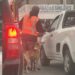 Un tierno perrito se ha ganado el corazón de los usuarios de redes sociales tras ser visto trabajando junto a su dueño