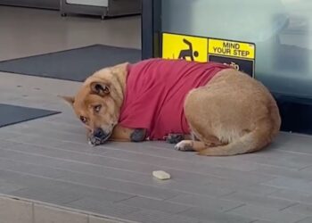 Los perros han sido considerados durante siglos como los mejores amigos del hombre, y su lealtad hacia sus dueños es una de las características más admiradas