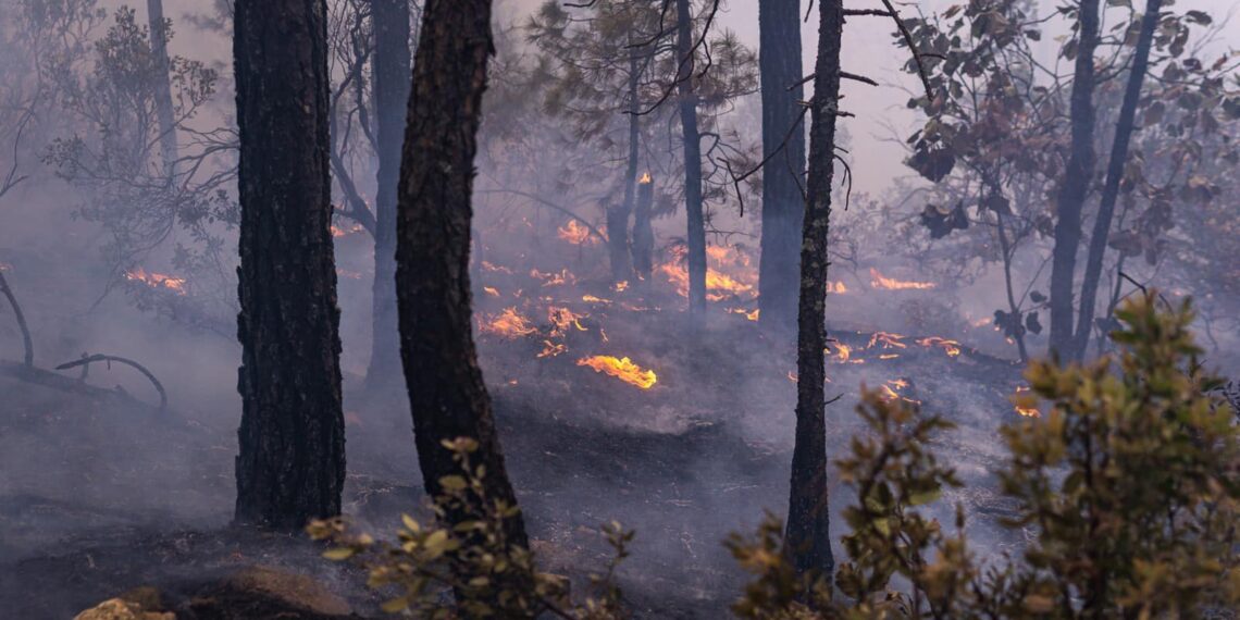 Ante el incremento de incendios forestales en diversas regiones del estado, la Secretaría de Desarrollo Rural (SDR)
