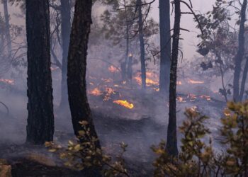 Ante el incremento de incendios forestales en diversas regiones del estado, la Secretaría de Desarrollo Rural (SDR)