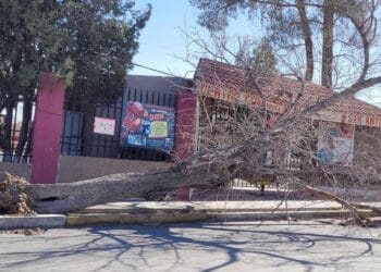 Fuertes ráfagas de viento derriban árboles en Ciudad Juárez; se esperan vientos de hasta 50 km/h