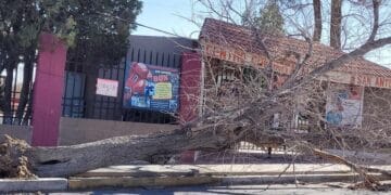 Fuertes ráfagas de viento derriban árboles en Ciudad Juárez; se esperan vientos de hasta 50 km/h