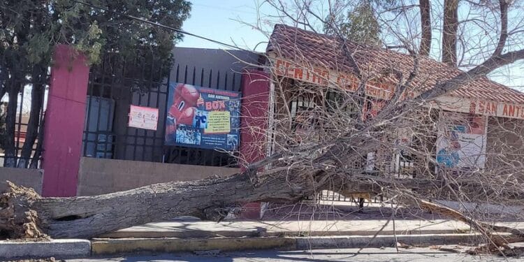 Fuertes ráfagas de viento derriban árboles en Ciudad Juárez; se esperan vientos de hasta 50 km/h