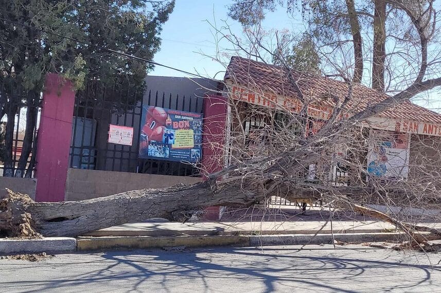Fuertes ráfagas de viento derriban árboles en Ciudad Juárez; se esperan vientos de hasta 50 km/h