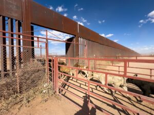México ve “exagerada” la decisión de EE.UU. de cerrar de nuevo la frontera al ganado. Noticias en tiempo real