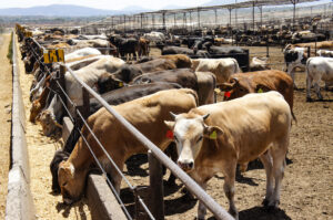 Productores de carne lamentan nuevo cierre de frontera a ganado mexicano por parte de EEUU. Noticias en tiempo real