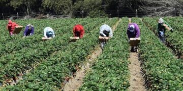 Salinas, California, USA - June 19, 2015: Seasonal farm workers pick and package strawberries.