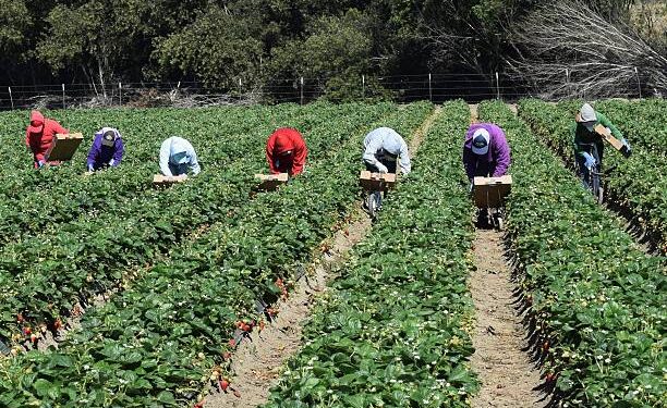 Salinas, California, USA - June 19, 2015: Seasonal farm workers pick and package strawberries.
