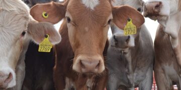 CREATOR: gd-jpeg v1.0 (using IJG JPEG v80), quality = 100