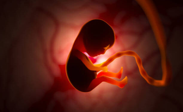 The development of a human embryo inside the womb during pregnancy. Little baby 3d illustration