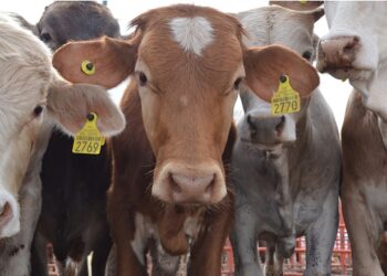 CREATOR: gd-jpeg v1.0 (using IJG JPEG v80), quality = 100