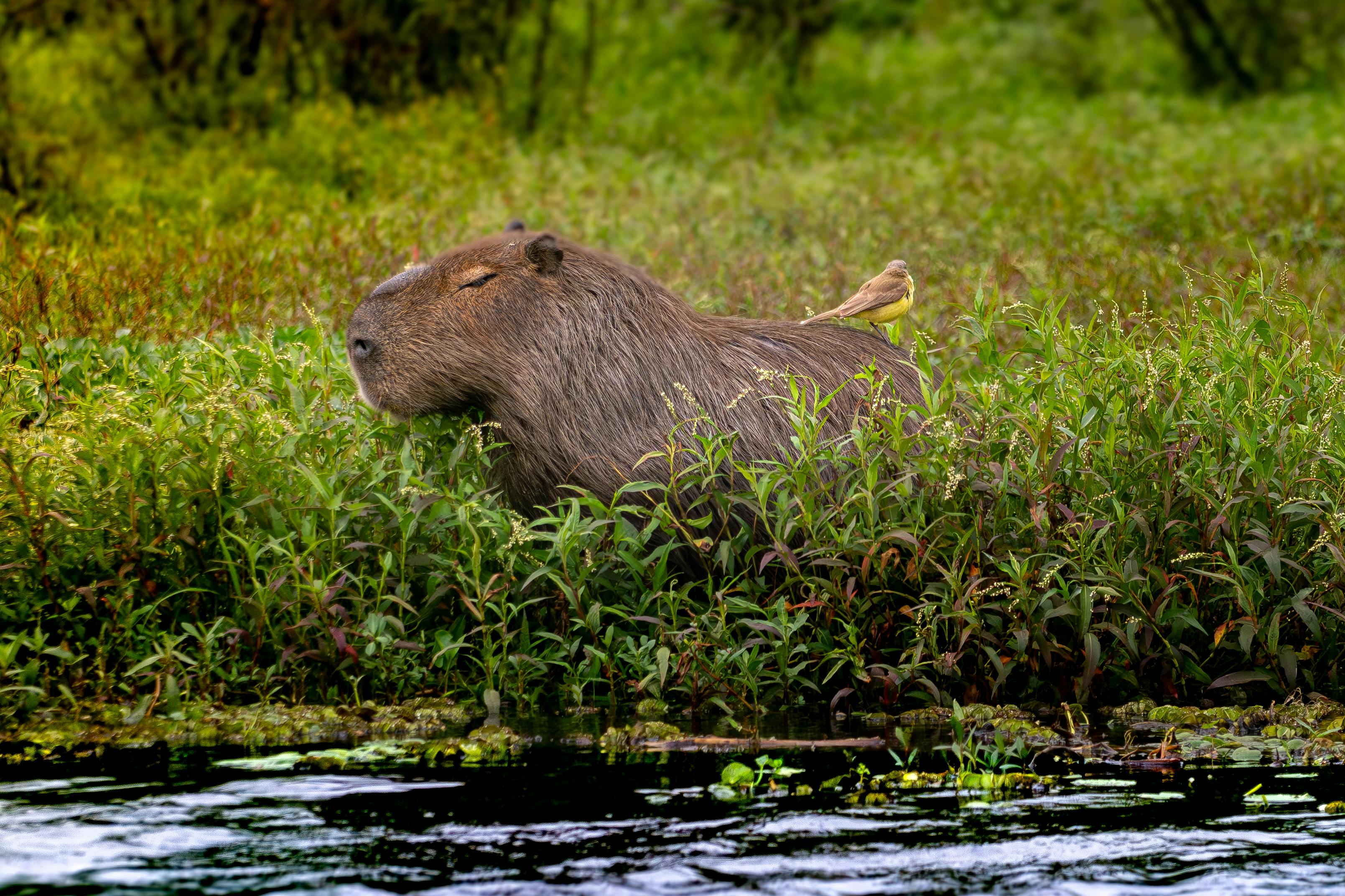 Capibaras conquistan México: conoce los mejores lugares para verlos ...