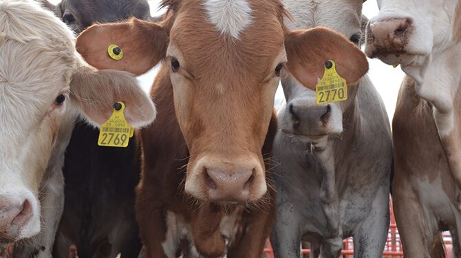 CREATOR: gd-jpeg v1.0 (using IJG JPEG v80), quality = 100