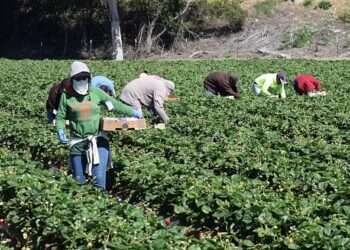 Salinas, California, USA - June 19, 2015: Seasonal farm workers pick and package strawberries.