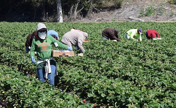 Salinas, California, USA - June 19, 2015: Seasonal farm workers pick and package strawberries.