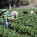 Salinas, California, USA - June 19, 2015: Seasonal farm workers pick and package strawberries.