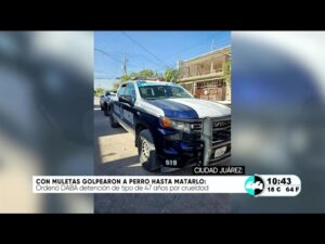 Con muletas golpearon a perro hasta matarlo. Noticias en tiempo real