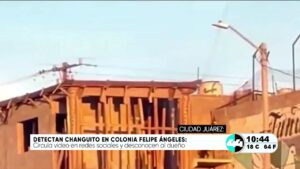 Detectan changuito en colonia Felipe Ángeles. Noticias en tiempo real