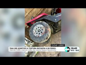 Tras ser sometido a tortura mataron a un perro. Noticias en tiempo real