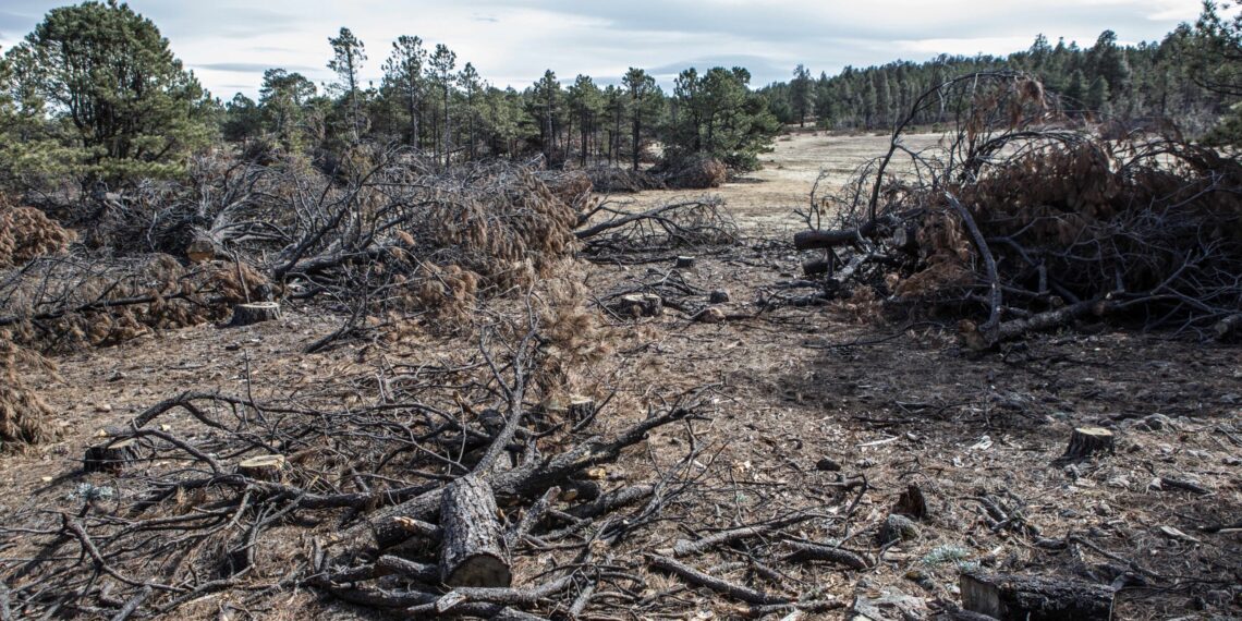 Árboles cortados son vistos en el Ejido de Panalachi, Comunidad de Bahuinocachi en la Sierra Madre Occidental, Estado de Chihuahua, México, febrero 2, 2019. (Ginnette Riquelme)