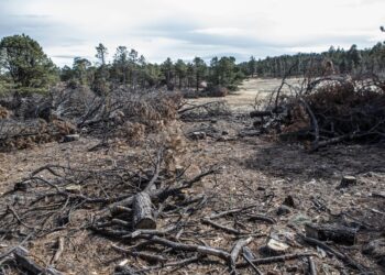 Árboles cortados son vistos en el Ejido de Panalachi, Comunidad de Bahuinocachi en la Sierra Madre Occidental, Estado de Chihuahua, México, febrero 2, 2019. (Ginnette Riquelme)