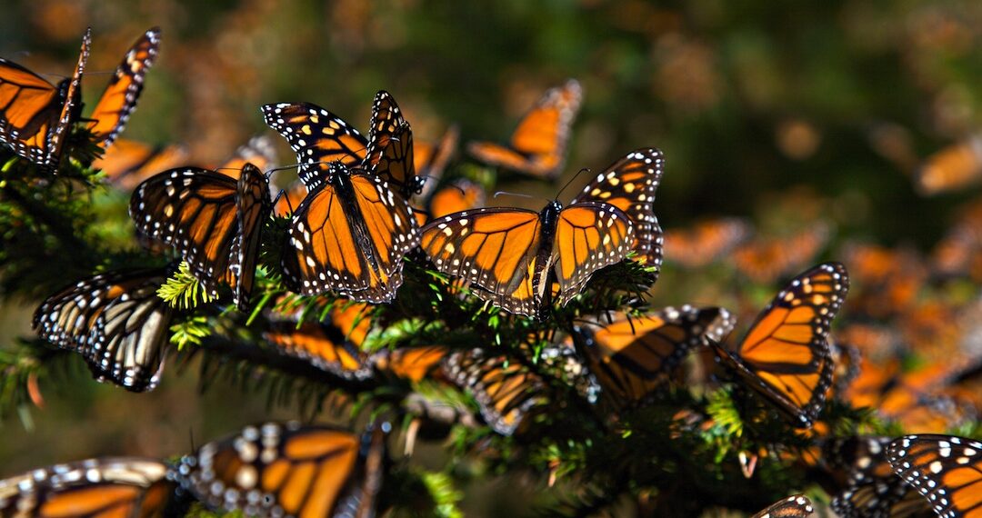 Feb. 6, 2008 - Ocampo, Michoacan, MEXICO - Monarch Butterflies mass at the Monarch Butterfly Biosphere Reserve in El Rosario central Mexican in Michoacan State. Each year hundreds of millions Monarch butterflies mass migrate from the U.S. and Canada to Oyamel fir forests in the volcanic highlands of central Mexico. North American monarchs are the only butterflies that make such a massive journeyÑup to 3,000 miles (Credit Image: © Richard Ellis/ZUMAPRESS.com)