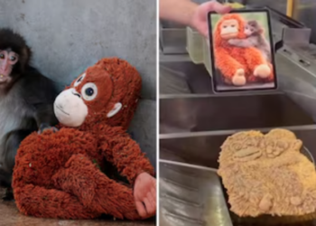 De viral a la cocina: restaurante rinde homenaje a mono huérfano con milanesa artística
