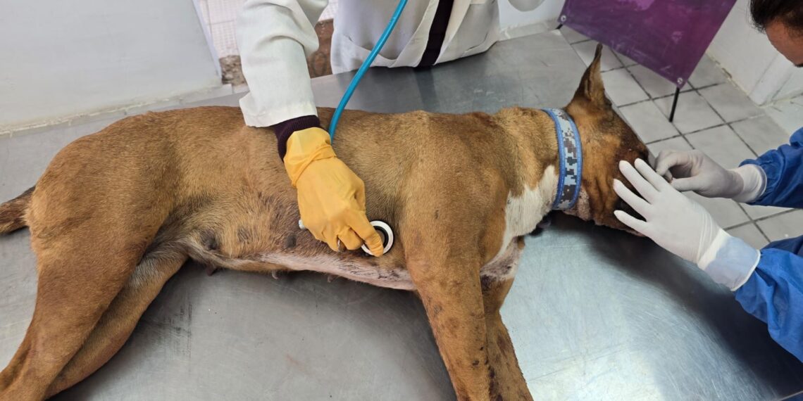 Rescatan a dos perros tras ataque @rmado en vivienda de Parajes de San Isidro; uno m*rió por herida de bala